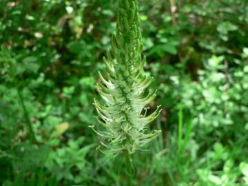 Fotografia da espécie Phyteuma spicatum