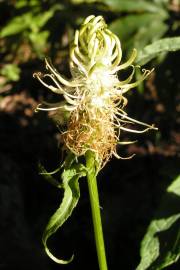 Fotografia da espécie Phyteuma spicatum