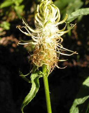 Fotografia 17 da espécie Phyteuma spicatum no Jardim Botânico UTAD