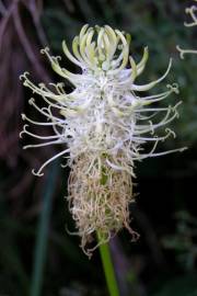 Fotografia da espécie Phyteuma spicatum