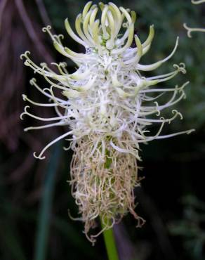Fotografia 18 da espécie Phyteuma spicatum no Jardim Botânico UTAD