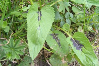 Fotografia da espécie Phyteuma spicatum