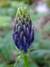 Fotografia da espécie Phyteuma spicatum