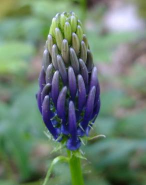 Fotografia 1 da espécie Phyteuma spicatum no Jardim Botânico UTAD