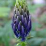 Fotografia 1 da espécie Phyteuma spicatum do Jardim Botânico UTAD