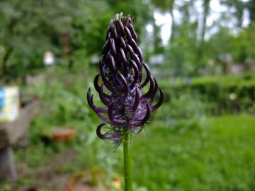 Fotografia da espécie Phyteuma spicatum