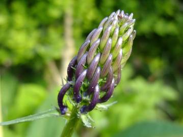 Fotografia da espécie Phyteuma spicatum