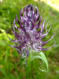 Fotografia da espécie Phyteuma spicatum