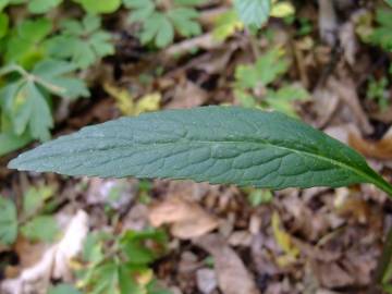 Fotografia da espécie Phyteuma spicatum