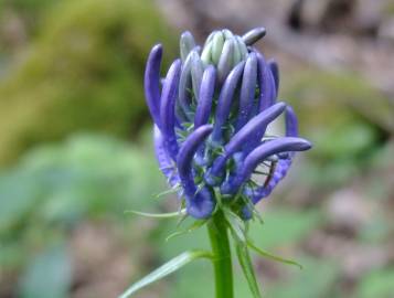 Fotografia da espécie Phyteuma spicatum