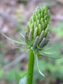 Fotografia da espécie Phyteuma spicatum