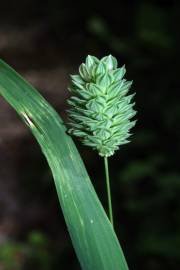 Fotografia da espécie Phalaris canariensis