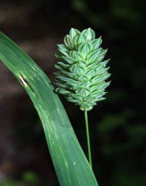 Fotografia 7 da espécie Phalaris canariensis no Jardim Botânico UTAD