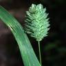 Fotografia 7 da espécie Phalaris canariensis do Jardim Botânico UTAD