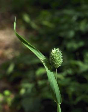 Fotografia 8 da espécie Phalaris canariensis no Jardim Botânico UTAD