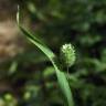 Fotografia 8 da espécie Phalaris canariensis do Jardim Botânico UTAD