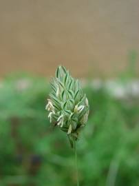 Fotografia da espécie Phalaris canariensis