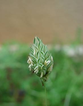 Fotografia 9 da espécie Phalaris canariensis no Jardim Botânico UTAD