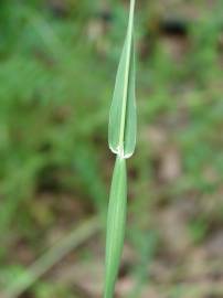 Fotografia da espécie Phalaris canariensis