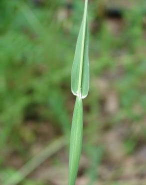 Fotografia 10 da espécie Phalaris canariensis no Jardim Botânico UTAD