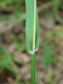 Fotografia da espécie Phalaris canariensis