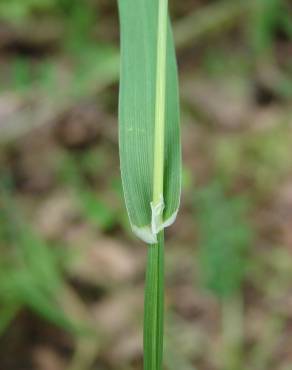 Fotografia 11 da espécie Phalaris canariensis no Jardim Botânico UTAD