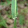 Fotografia 11 da espécie Phalaris canariensis do Jardim Botânico UTAD