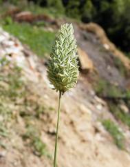 Phalaris canariensis