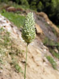 Fotografia da espécie Phalaris canariensis