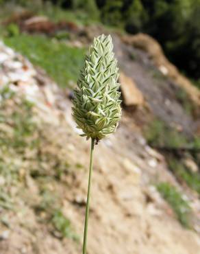 Fotografia 1 da espécie Phalaris canariensis no Jardim Botânico UTAD