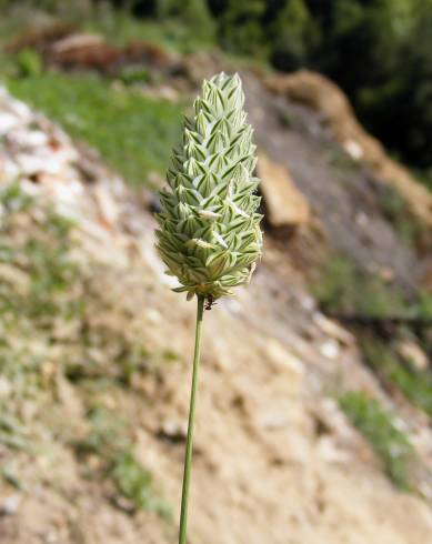 Fotografia de capa Phalaris canariensis - do Jardim Botânico