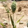 Fotografia 12 da espécie Phalaris canariensis do Jardim Botânico UTAD