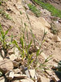 Fotografia da espécie Phalaris canariensis