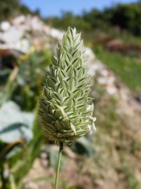 Fotografia da espécie Phalaris canariensis