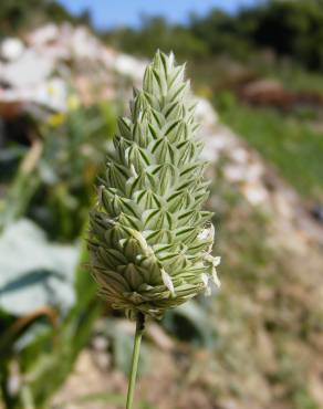 Fotografia 14 da espécie Phalaris canariensis no Jardim Botânico UTAD