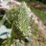 Fotografia 14 da espécie Phalaris canariensis do Jardim Botânico UTAD