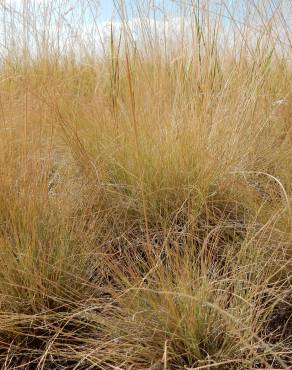 Fotografia 6 da espécie Festuca ovina no Jardim Botânico UTAD