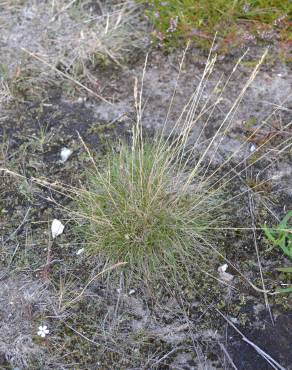 Fotografia 7 da espécie Festuca ovina no Jardim Botânico UTAD