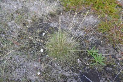 Fotografia da espécie Festuca ovina