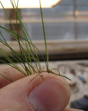 Fotografia 8 da espécie Festuca ovina no Jardim Botânico UTAD