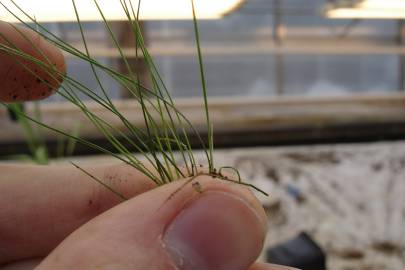 Fotografia da espécie Festuca ovina