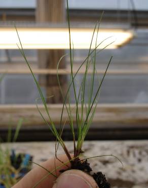 Fotografia 9 da espécie Festuca ovina no Jardim Botânico UTAD