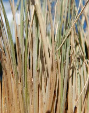 Fotografia 10 da espécie Festuca ovina no Jardim Botânico UTAD