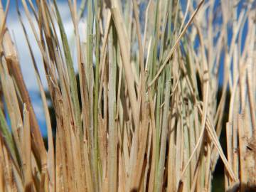 Fotografia da espécie Festuca ovina