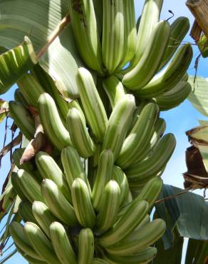 Fotografia 5 da espécie Musa x paradisiaca no Jardim Botânico UTAD