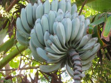 Fotografia da espécie Musa x paradisiaca