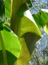 Fotografia da espécie Musa x paradisiaca