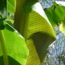 Fotografia 8 da espécie Musa x paradisiaca do Jardim Botânico UTAD