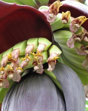 Fotografia 9 da espécie Musa x paradisiaca no Jardim Botânico UTAD