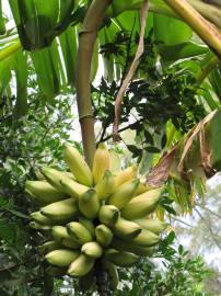 Fotografia da espécie Musa x paradisiaca